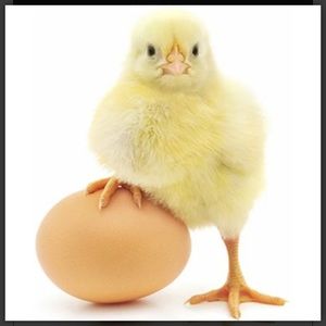 CHICKEN ON EGG LARGE CARDBOARD CUTOUT FREE SHIP